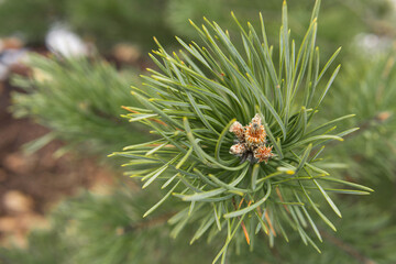 Naklejka na ściany i meble Green pine branch close-up with young bud. Coniferous evergreen tree in the forest. Naturalism. Environmental concept. Natural background for your project
