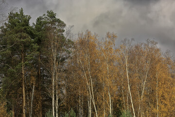 golden autumn forest landscape, mixed forest view, taiga, nature in october