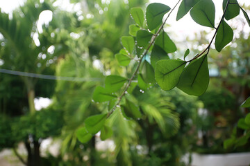green branches leaves background / abstract view seasonal summer forest, foliage green, eco concept