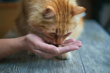 woman is feeding ginger cat on the wooden table, selective focus