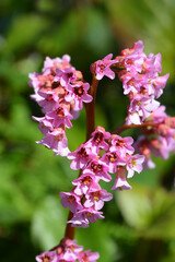 Fototapeta premium Purple bergenia