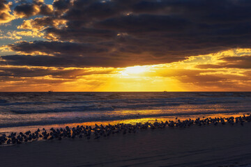 Naklejka premium Large flock of seagulls over a sand beach in Florida at sunset