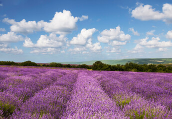 Naklejka na ściany i meble A blooming field of lavender on a summer day in the Crimea. Russia