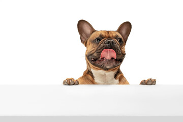 Young brown French Bulldog playing isolated on white studio background