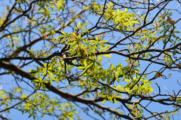 Fototapeta premium Common horse chestnut