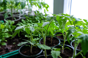 Early seedlings grown from seeds at home on the windowsill. seedlings in peat pots.Sowing of young plants, trays with land for agricultural seedlings.