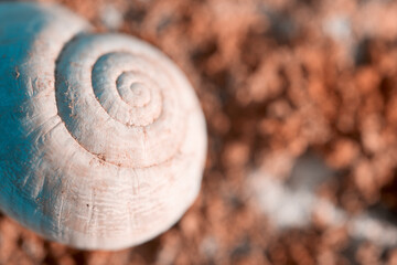 The snail shell lies on a stone covered with moss