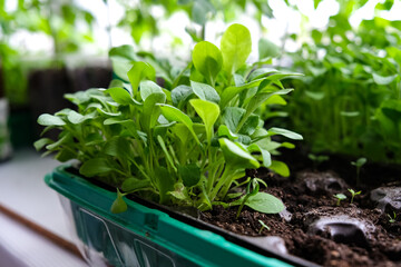 Early seedlings grown from seeds at home on the windowsill. seedlings in peat pots.Sowing of young plants, trays with land for agricultural seedlings.