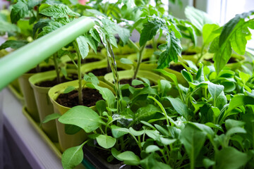 Early seedlings grown from seeds at home on the windowsill. seedlings in peat pots.Sowing of young...