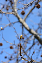 American sweetgum