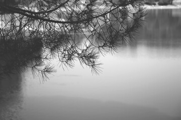 Árboles en primavera