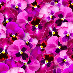 Seamless pattern of pansy flowers. Bright colorful summer background.