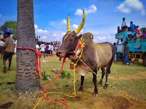 Best Pictures Of Jallikattu Held In Tamil Nadu Photos HD Images Pictures  News Pics  Oneindia Photos