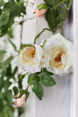 Bouquet of artificial fabric roses close up at home interior. Close up
