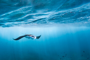 Underwater view of hovering Giant oceanic manta ray - obrazy, fototapety, plakaty