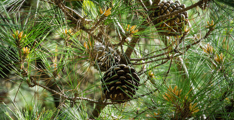 Close-up of big brown ripe cones of Italian Stone pine (Pinus pinea), umbrella or parasol pine in sunny spring day in Arboretum Park Southern Cultures in Sirius (Adler). © MarinoDenisenko