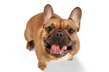 Obraz premium Young brown French Bulldog playing isolated on white studio background