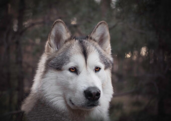 Wolf dog portrait in a coniferous pine forest. Sunset illuminating the face of the canine animal. Selective focus on the eyes, blurred background.