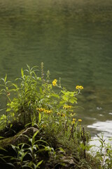 Naturaleza en verano