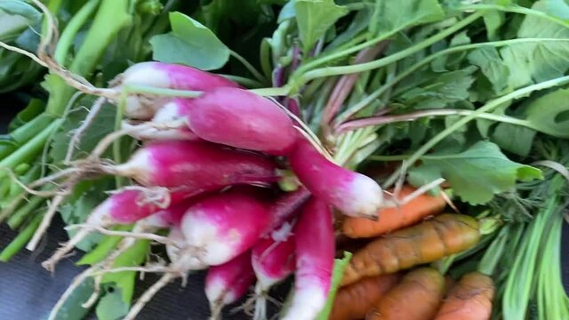 Frisches Bio Gem&uuml;se aus dem Garten