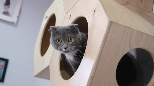 Portrait of a cute funny gray fold cat in a pet house. Cat meows. Pet concept.