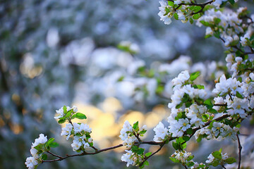 spring blooming garden background, delicate white flowers on trees, seasonal march springtime