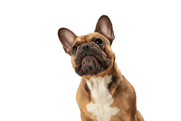 Young brown French Bulldog playing isolated on white studio background