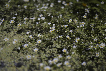 Beautiful blooming water buttercups with reeds in the river water, small crowfoot flowers in the pond with green leaves and canes. Floating flower carpet in the water