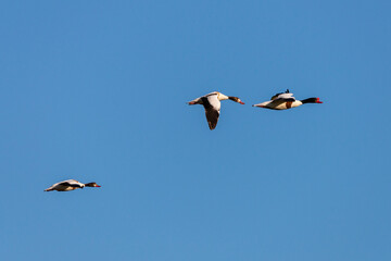A flock of migratory ducks on background blue sky