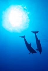 Stof per meter two dolphins © 敏治 荒川