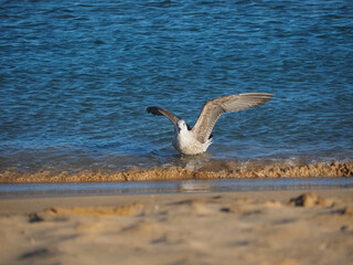 Beautiful seagull bird at the beach in Portugal