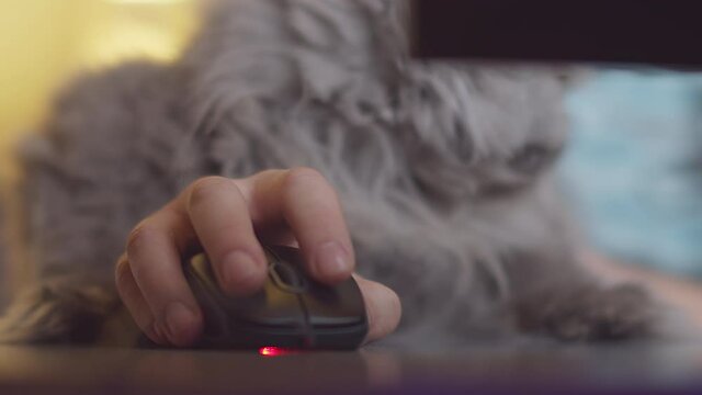 The cat lies on the man's hand, the man's hand on the computer mouse