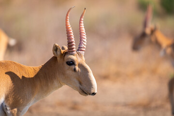 Male Saiga antelope or Saiga tatarica