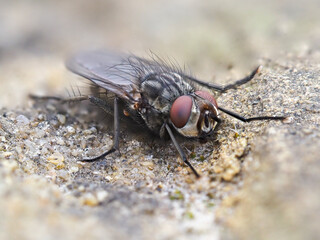 Close up Macro Horsefly