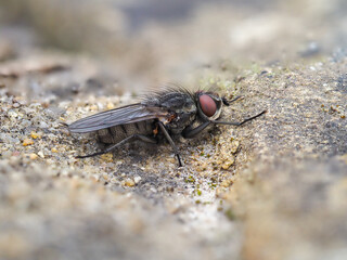 Close up Macro Horsefly