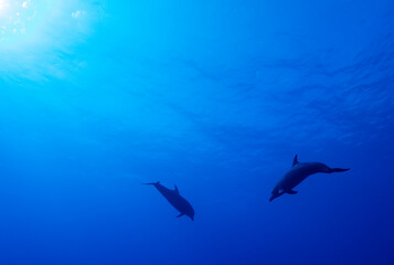 Obraz na płótnie Canvas two dolphins underwater
