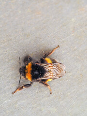 Close up Macro of a White-tailed Bumblebee