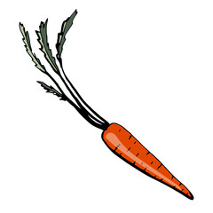 Fresh vegetable Carrot. Healthy food. Growing vegetables. Live vitamins. Summer vegetables.