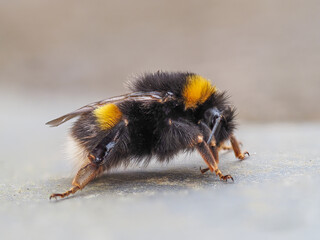 Close up Macro of a White-tailed Bumblebee