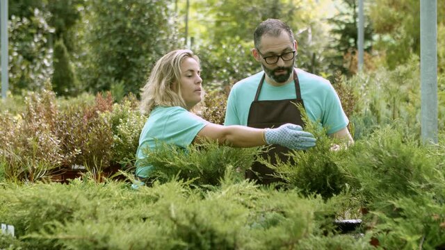 Two gardeners discussing and examining junipers in pots, selecting plants for sale. Florists working in green house shop. Candid shot. Gardening job or botany concept