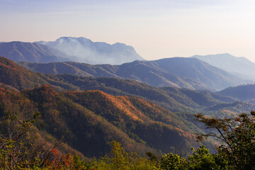 Plants and wild flowers on the mountain, views of the mountains in Phetchabun Province, Thailand.