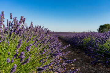 Campos de lavanda con fondo desenfocado
