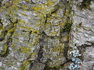 bark of a tree