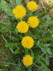 dandelions in the grass