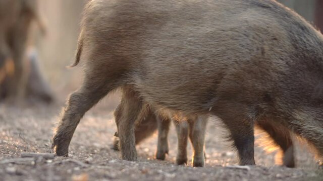 Closeup young wild boars Sus scrofa calm piggy looking for nutriment in deep wood. Wildlife tranquil scene of long furry animals. Strong nose and well smell sense to search food in omnivorous mammal.
