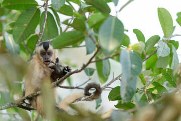 Fototapeta premium The Hooded capuchin monkey (Cebus apella cay)