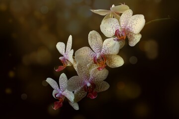White orchid flowers on a black background. Golden bokeh