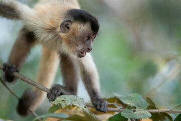 Naklejka na ściany i meble The Hooded capuchin monkey (Cebus apella cay)