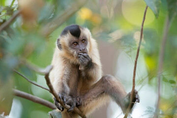 The Hooded capuchin monkey (Cebus apella cay)