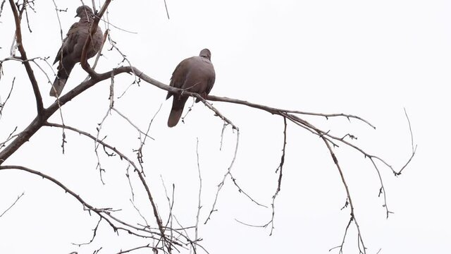 Two ring neck doves sitting in a tree.  This shot is perfect for a luma key.  Shot on a completely grey sky with even lighting in winter.